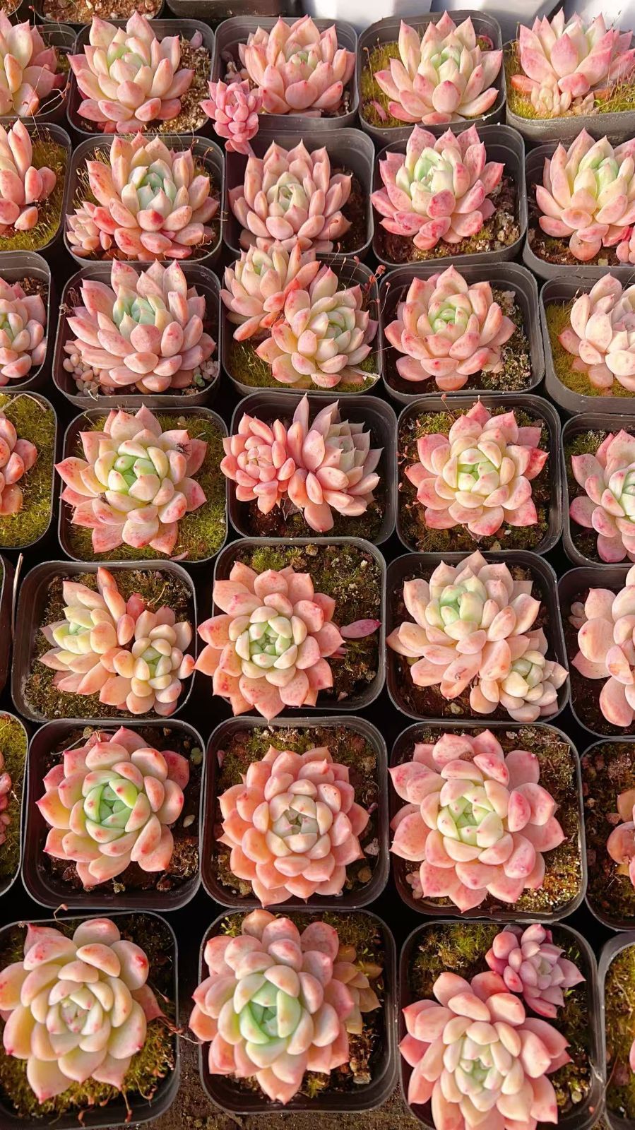 50株の抜き苗セット】ピンク花 多肉植物 佐川急便発送 エケベリア 韓国