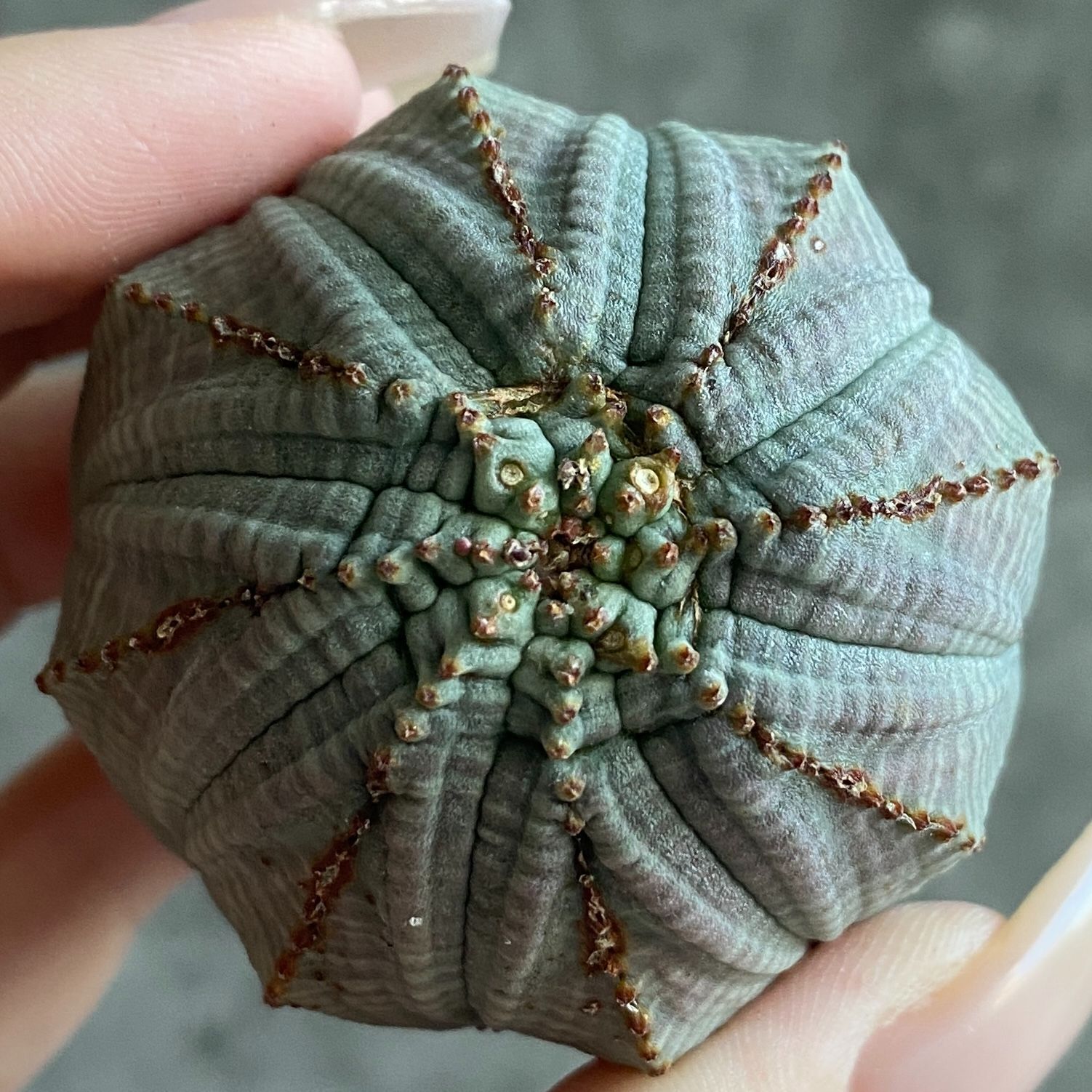 B17571☆大特価☆ 超巨大株 ユーフォルビア オベサ - メルカリ