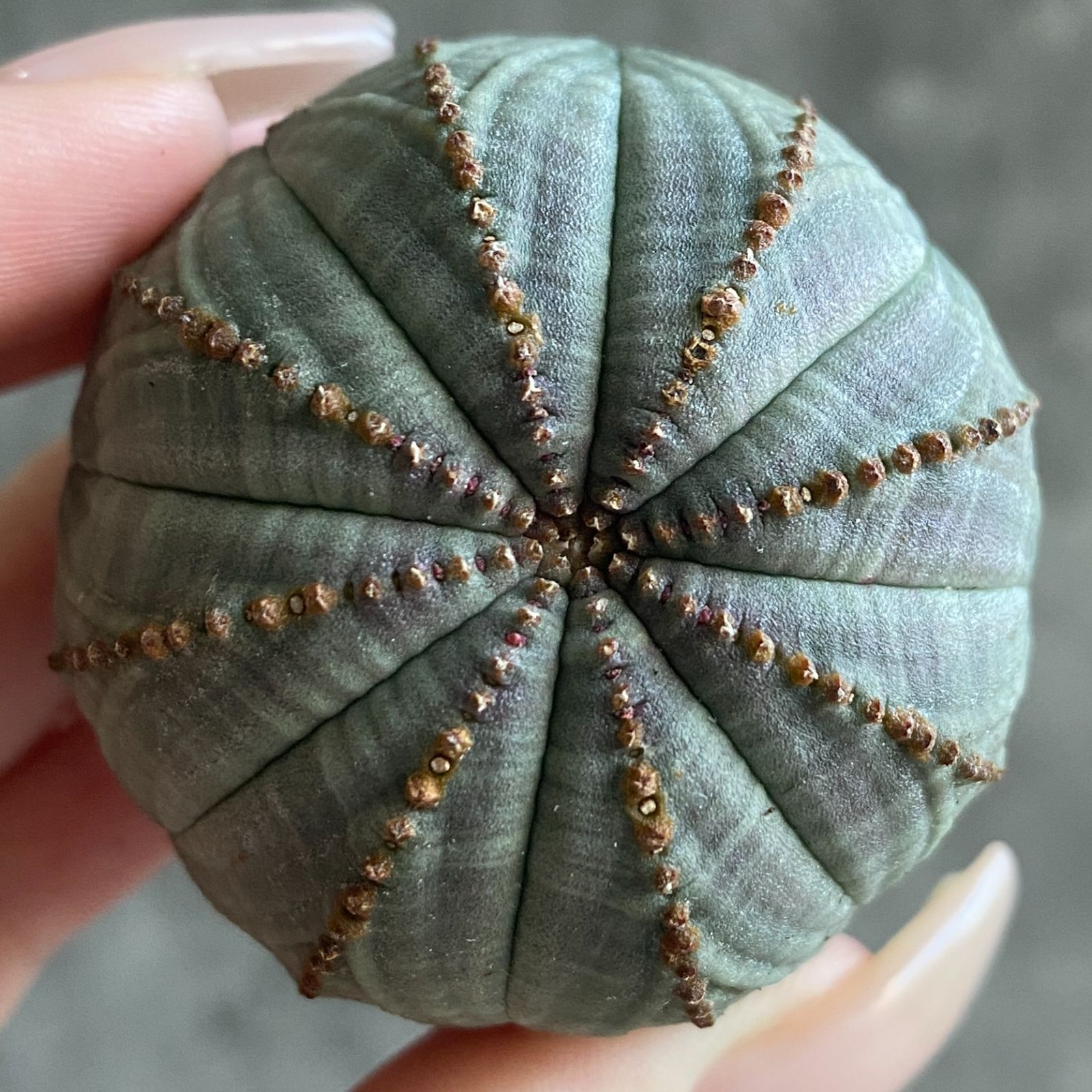 ぽ*ん様 B15843★オークション★ 超巨大7cm株！ユーフォルビア オベサ ぽ*ん様 B15843☆オークション☆ 超巨大7cm株！ユーフォルビア オベサ