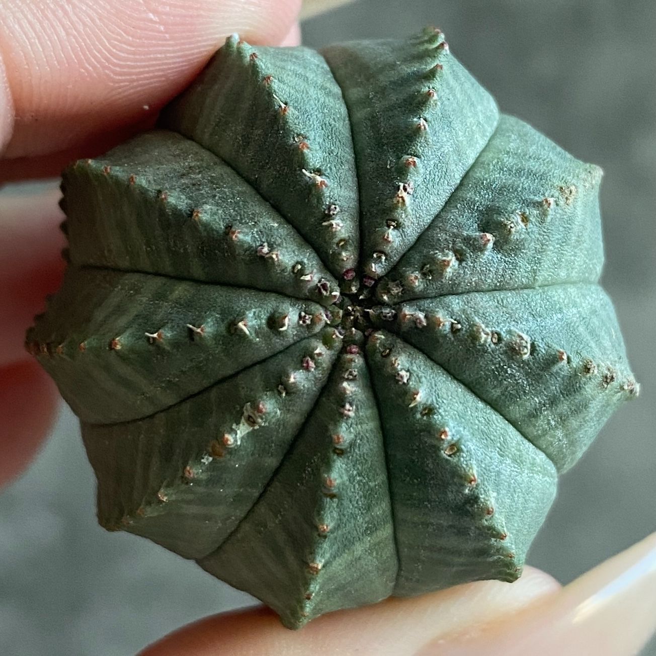 B17576☆大特価☆ 超巨大株 ユーフォルビア オベサ - メルカリ