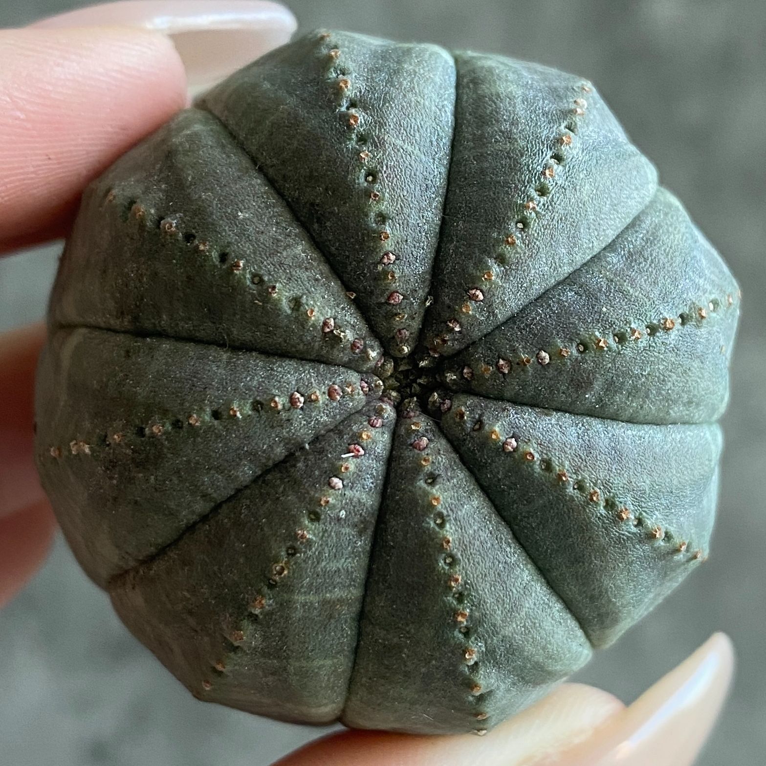 B17581☆大特価☆ 超巨大株 ユーフォルビア オベサ - メルカリ