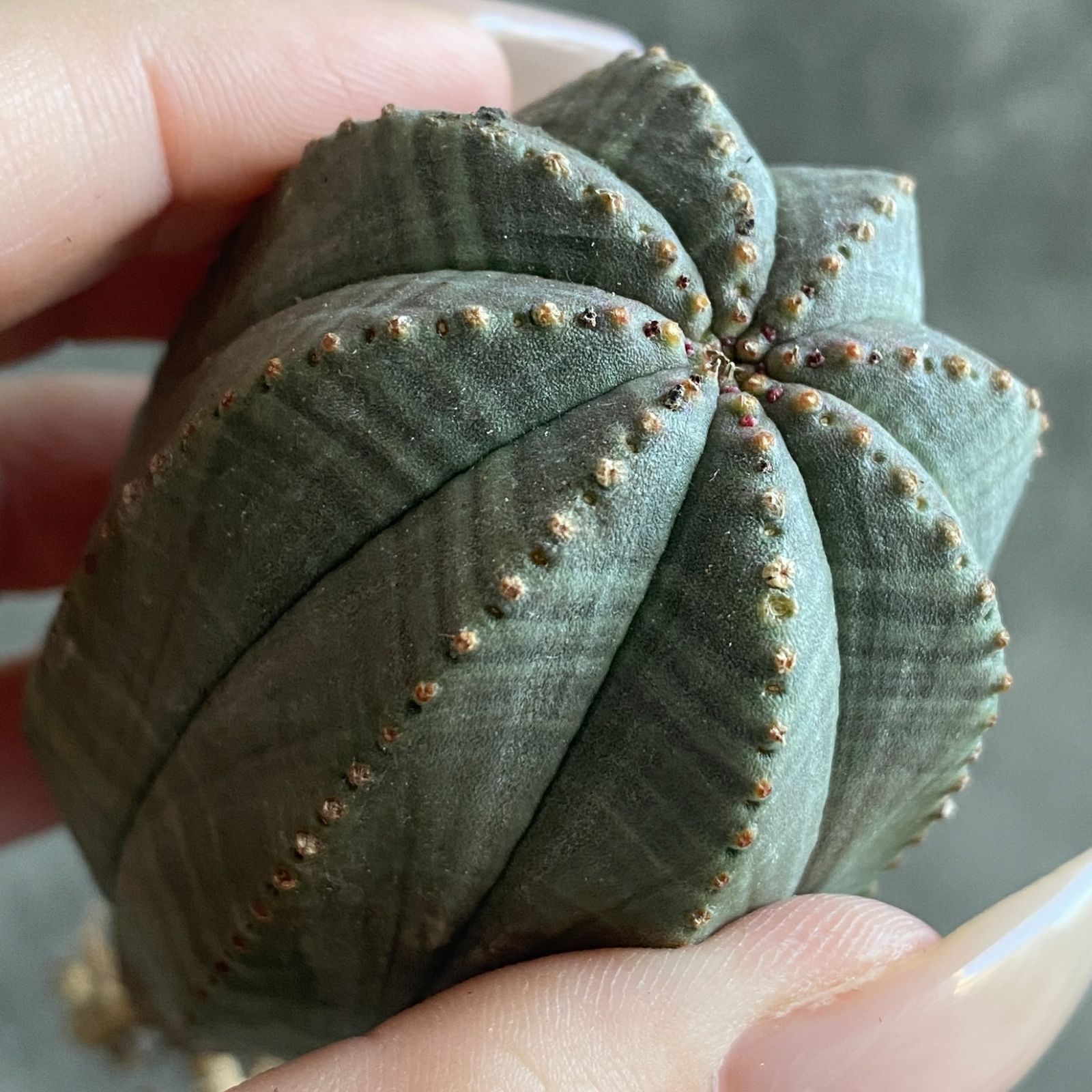 B17551☆大特価☆ 超巨大株 ユーフォルビア オベサ - メルカリ