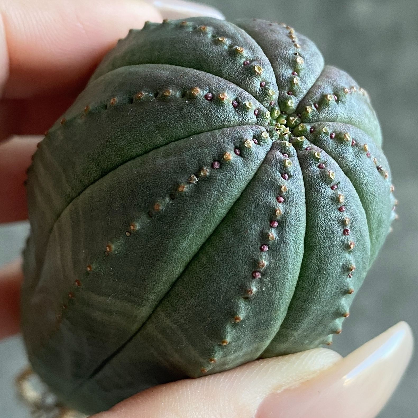 B17552☆大特価☆ 超巨大株 ユーフォルビア オベサ - メルカリ