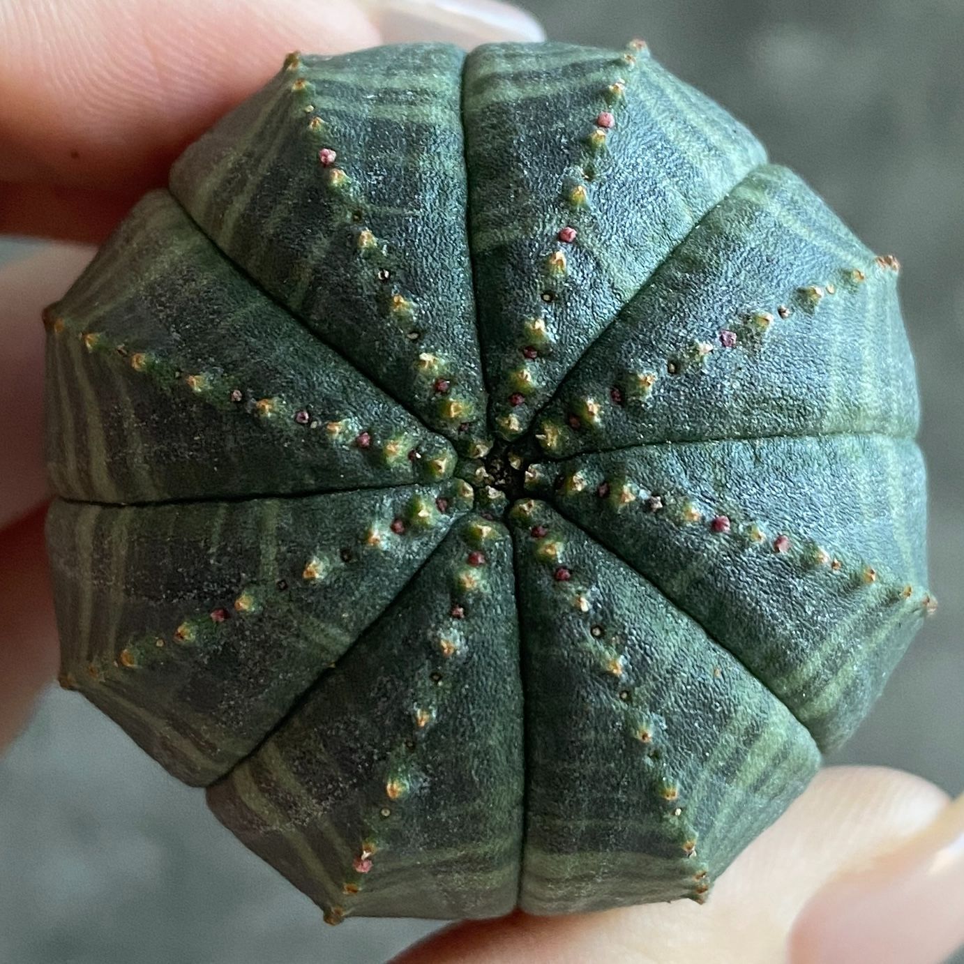 ぽ*ん様 B15843☆オークション☆ 超巨大7cm株！ユーフォルビア オベサ