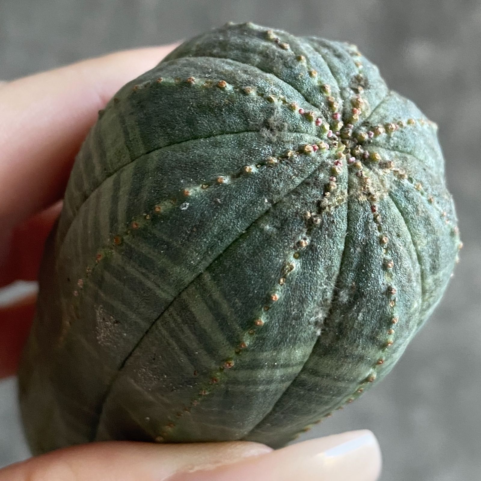 ぽ*ん様 B15843☆オークション☆ 超巨大7cm株！ユーフォルビア オベサ