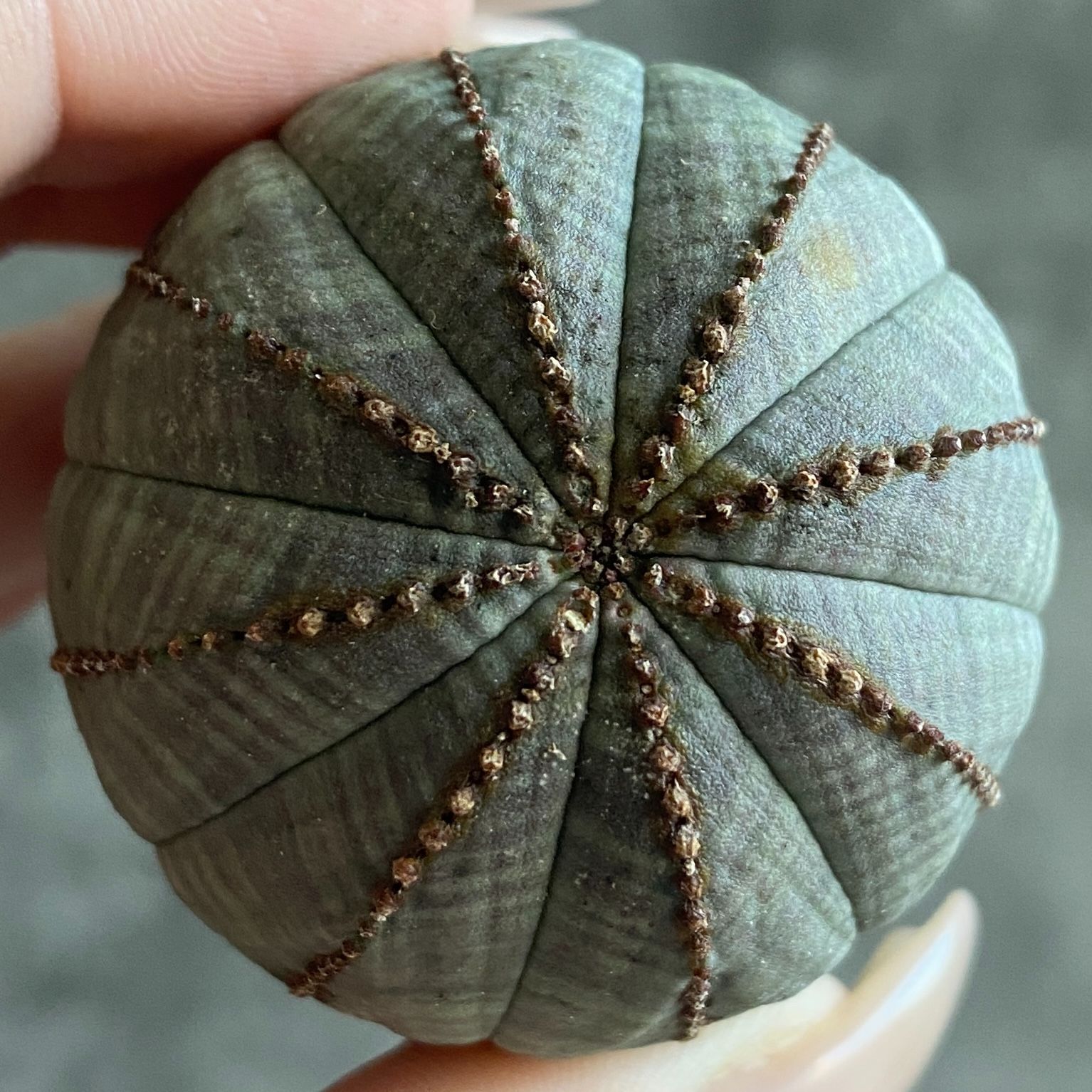 B17569☆大特価☆ 超巨大株 ユーフォルビア オベサ - メルカリ