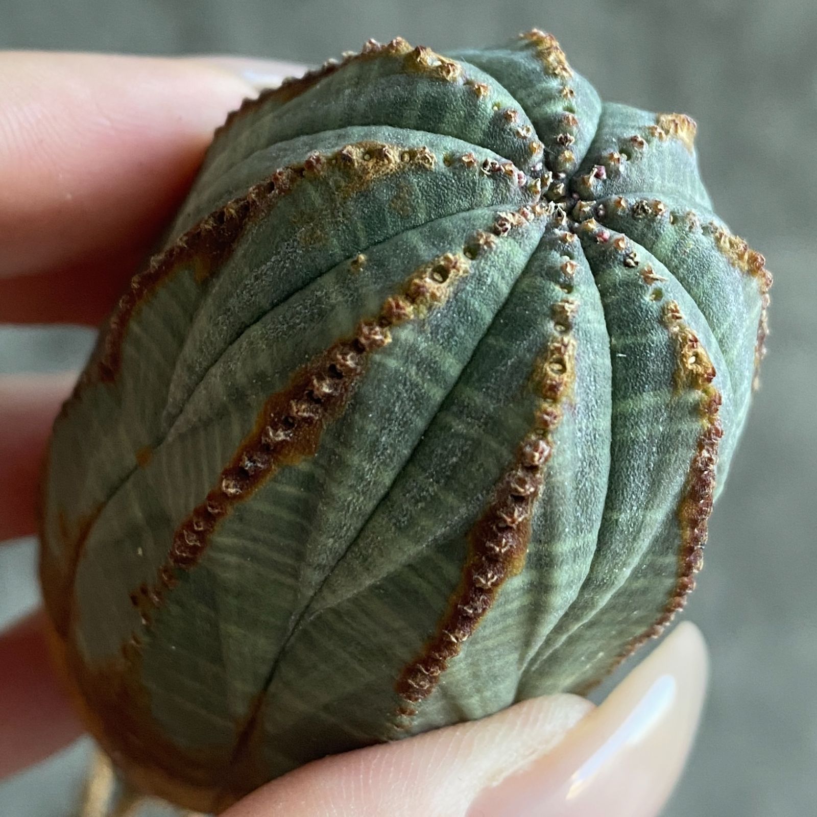 k*︎様 B15701★オークション★ユーフォルビア オベサ 超巨大ヴィンテージ B17544☆大特価☆ 超巨大株 ユーフォルビア オベサ - メルカリ