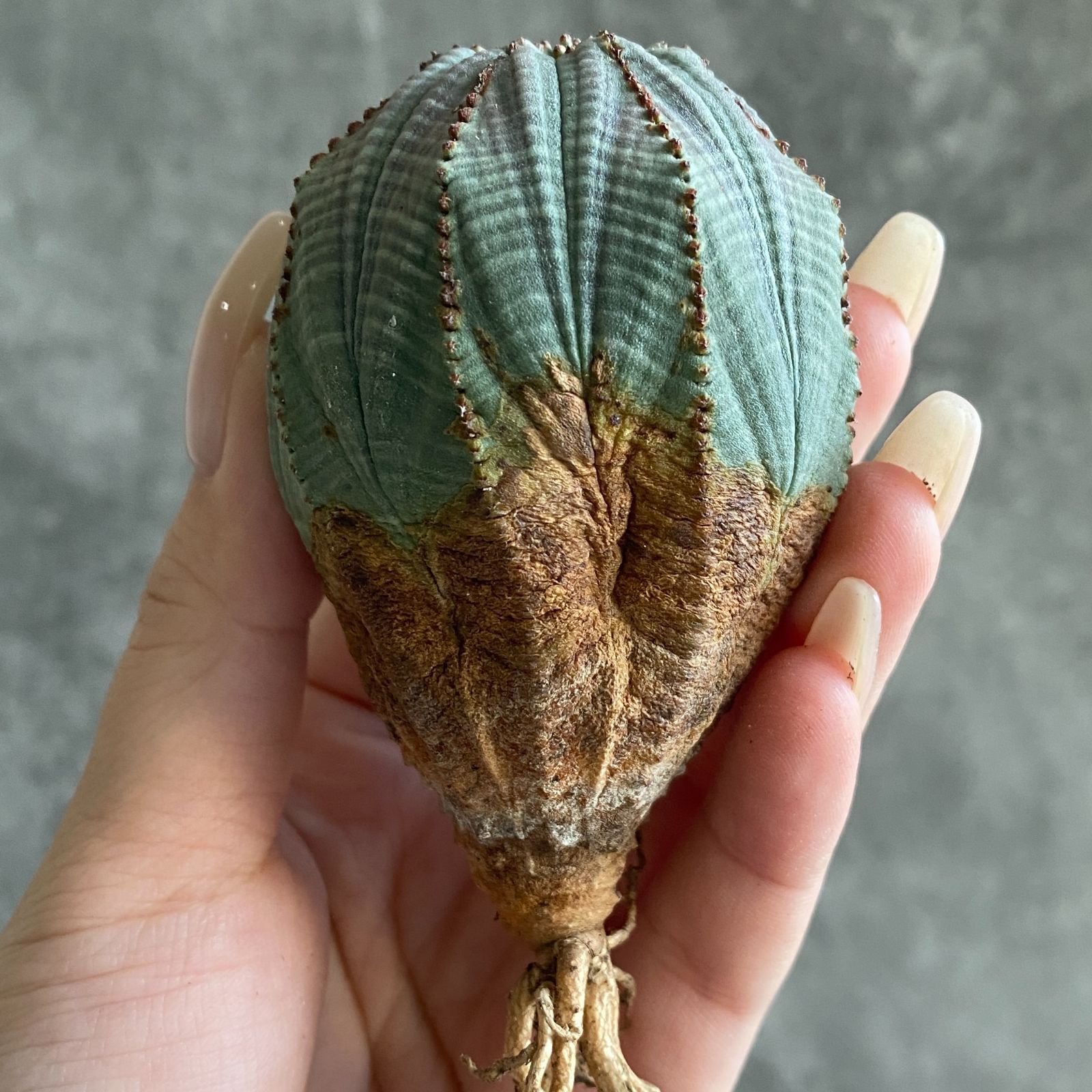 B17571☆大特価☆ 超巨大株 ユーフォルビア オベサ - メルカリ