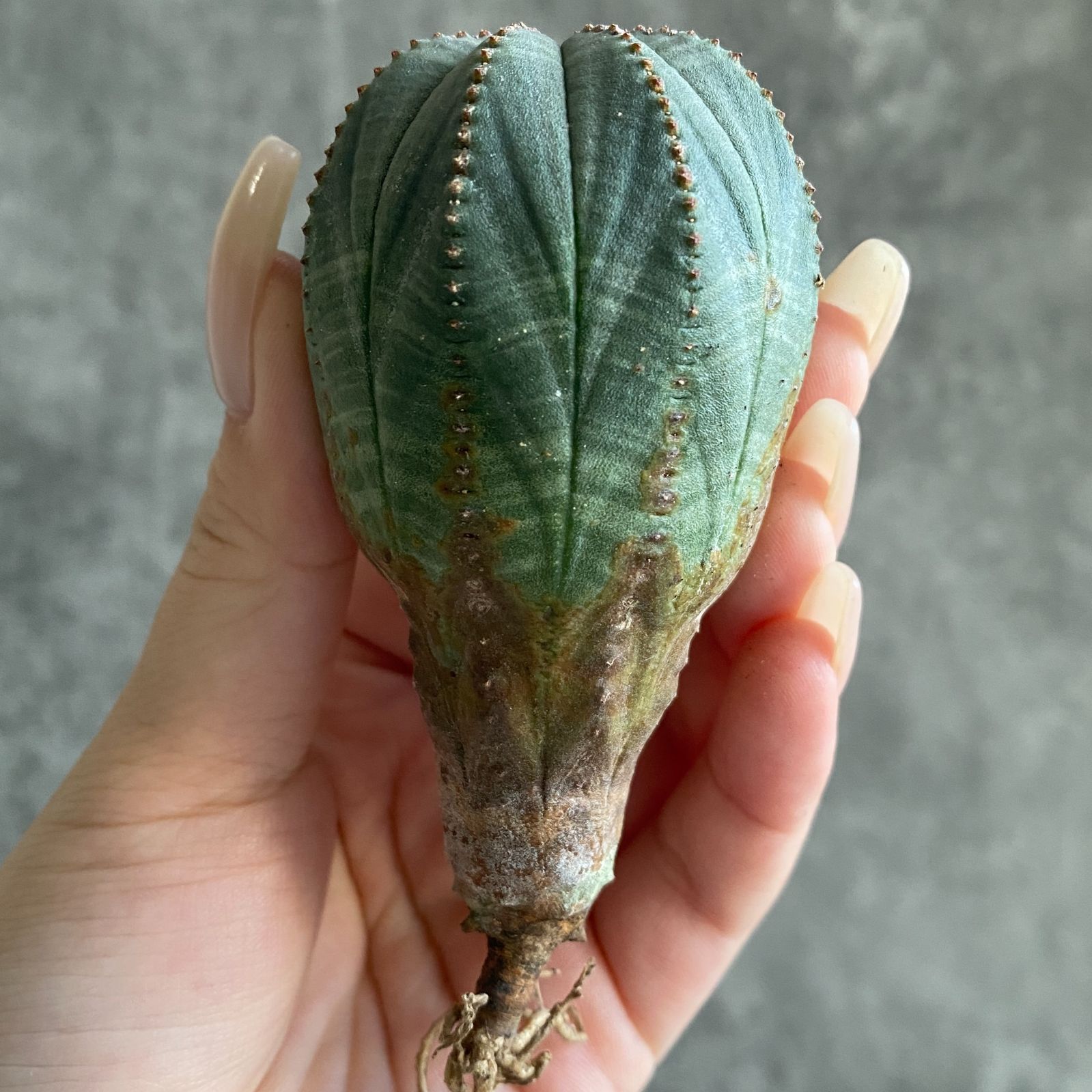 Ｈ*様 B15720★オークション★ユーフォルビア オベサ ダブルヘッド 美株！ 分頭 オベサ (ダブル、トリプルヘッド) | LIGHTHOUSE.PLANTS - 海外