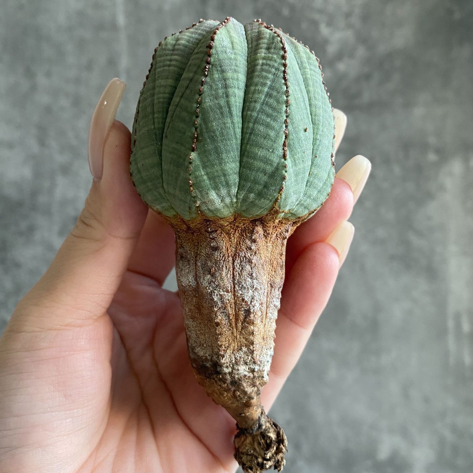 B17574☆大特価☆ 超巨大株 ユーフォルビア オベサ - メルカリ