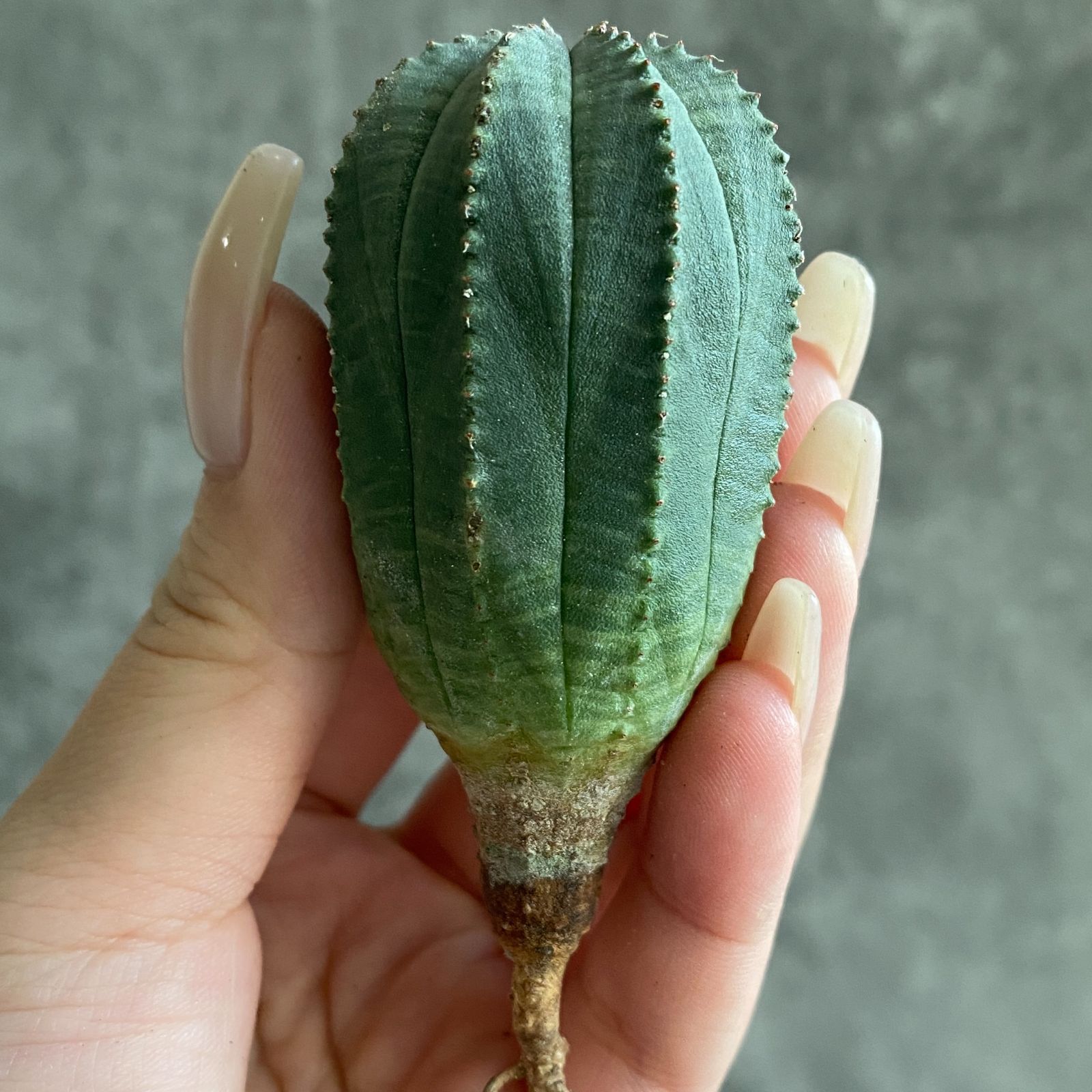 ぽ*ん様 B15843☆オークション☆ 超巨大7cm株！ユーフォルビア オベサ