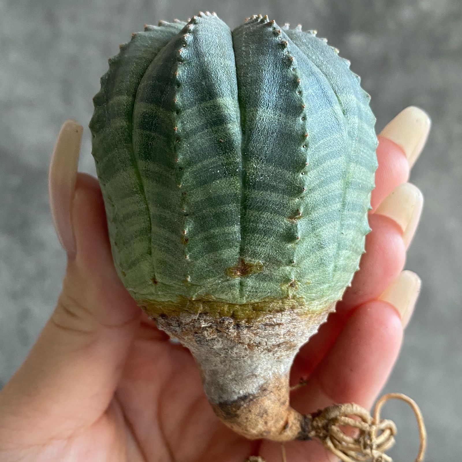 B17579☆大特価☆ 超巨大株 ユーフォルビア オベサ - メルカリ