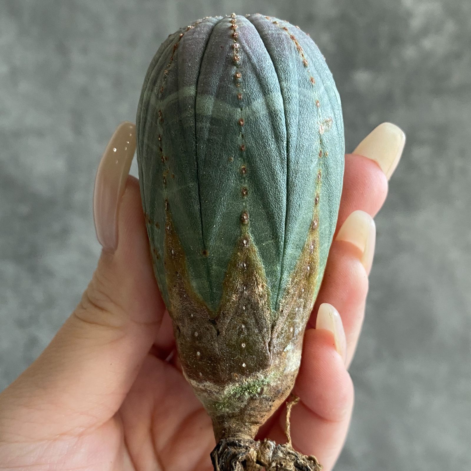 ぽ*ん様 B15843☆オークション☆ 超巨大7cm株！ユーフォルビア オベサ