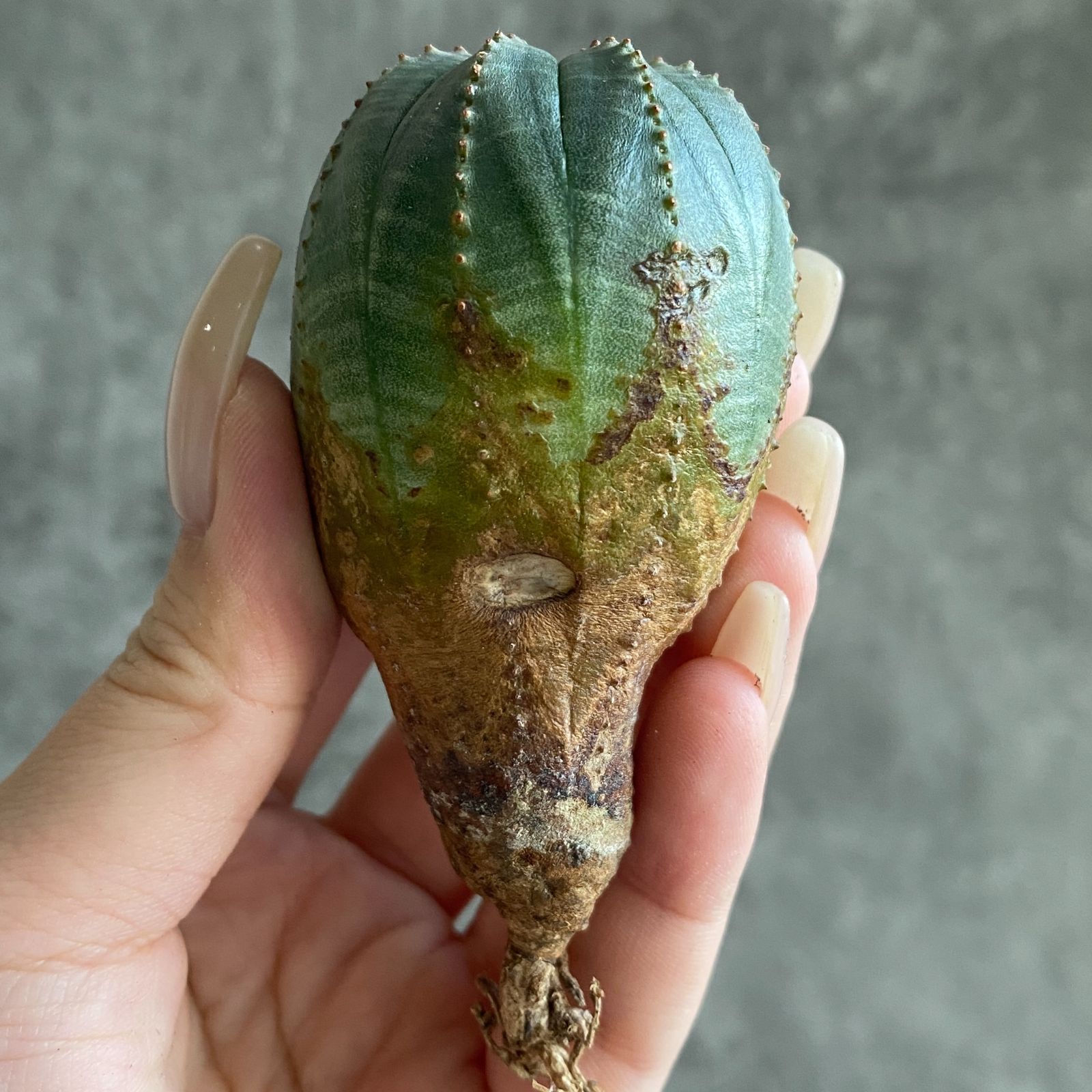 B17570☆大特価☆ 超巨大株 ユーフォルビア オベサ - メルカリ