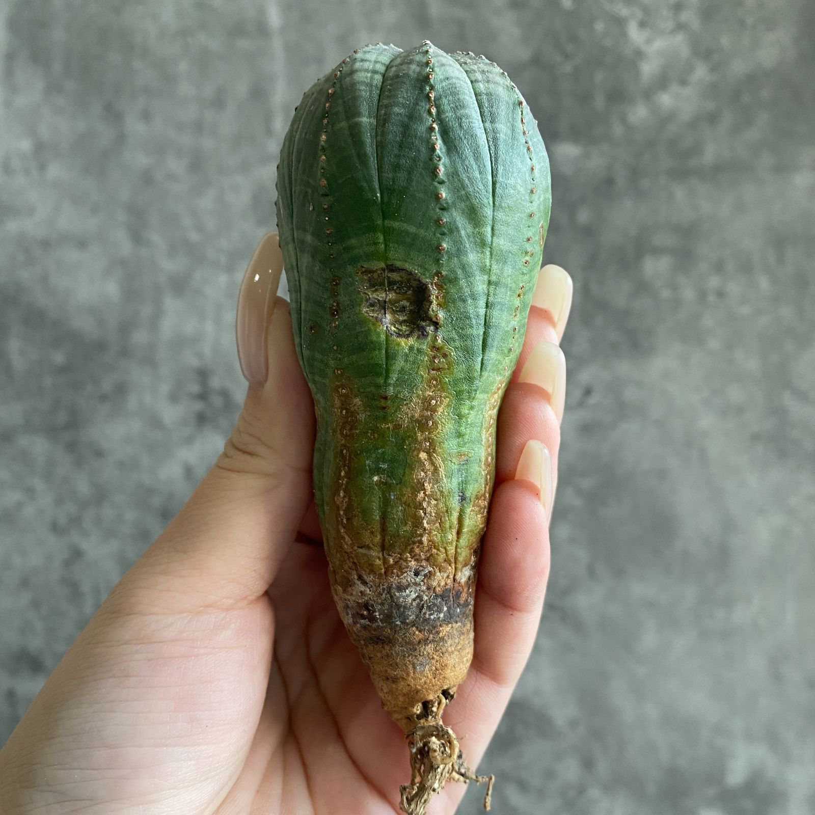 ぽ*ん様 B15843★オークション★ 超巨大7cm株！ユーフォルビア オベサ ぽ*ん様 B15843☆オークション☆ 超巨大7cm株！ユーフォルビア オベサ