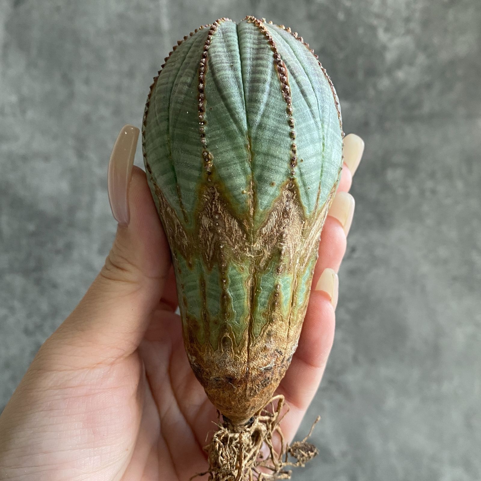 B17547☆大特価☆ 超巨大株 ユーフォルビア オベサ - メルカリ