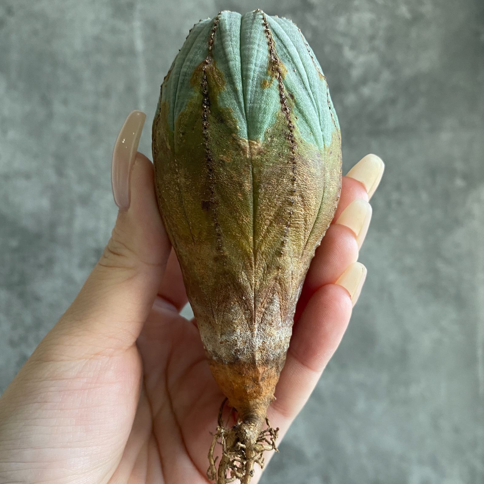 B17549☆大特価☆ 超巨大株 ユーフォルビア オベサ - メルカリ