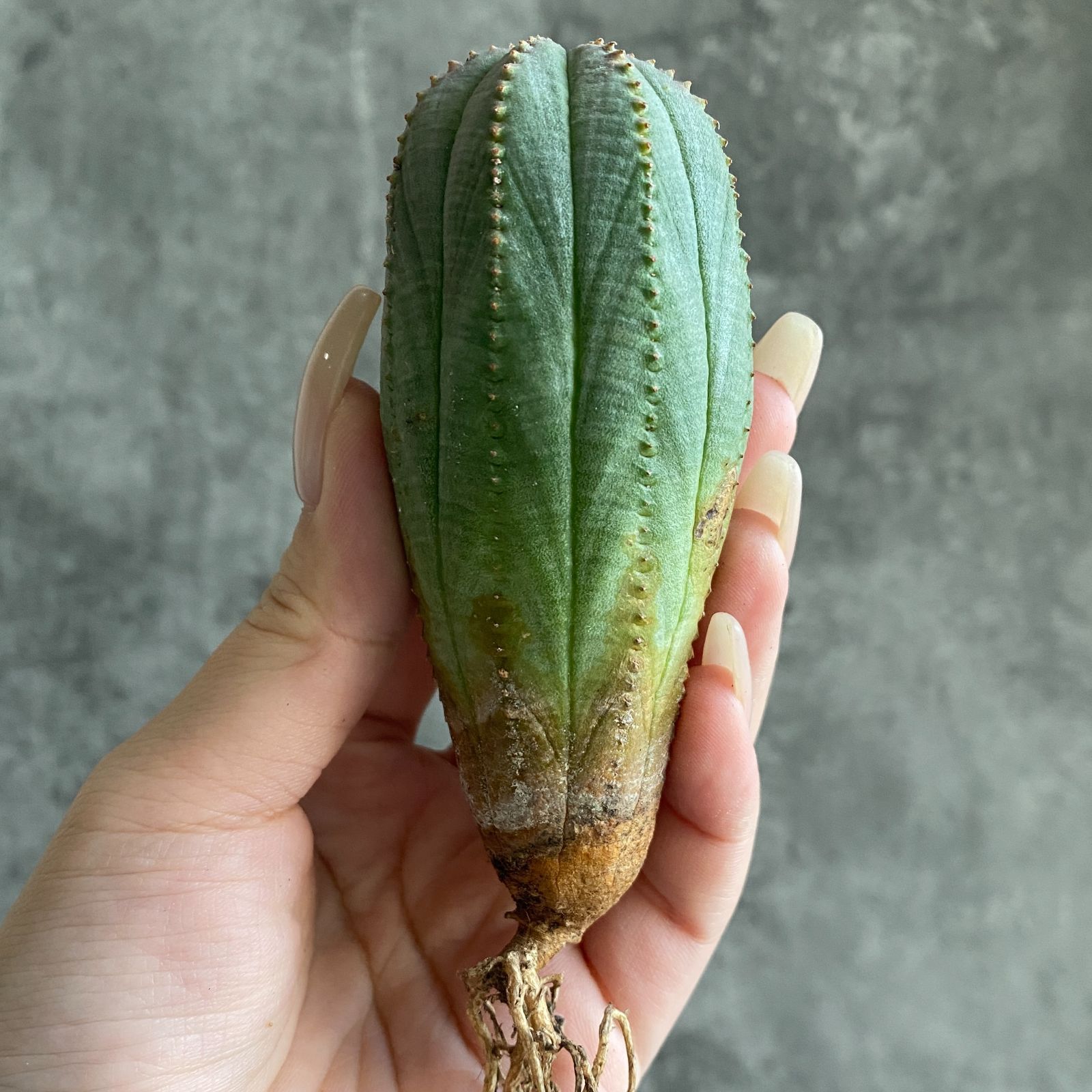 B17548☆大特価☆ 超巨大株 ユーフォルビア オベサ - メルカリ