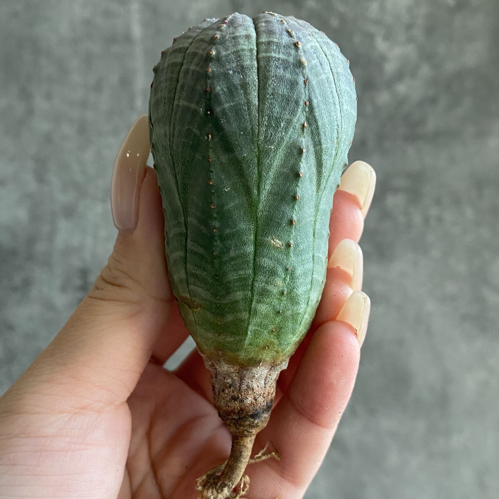 B17556☆大特価☆ 超巨大株 ユーフォルビア オベサ - メルカリ