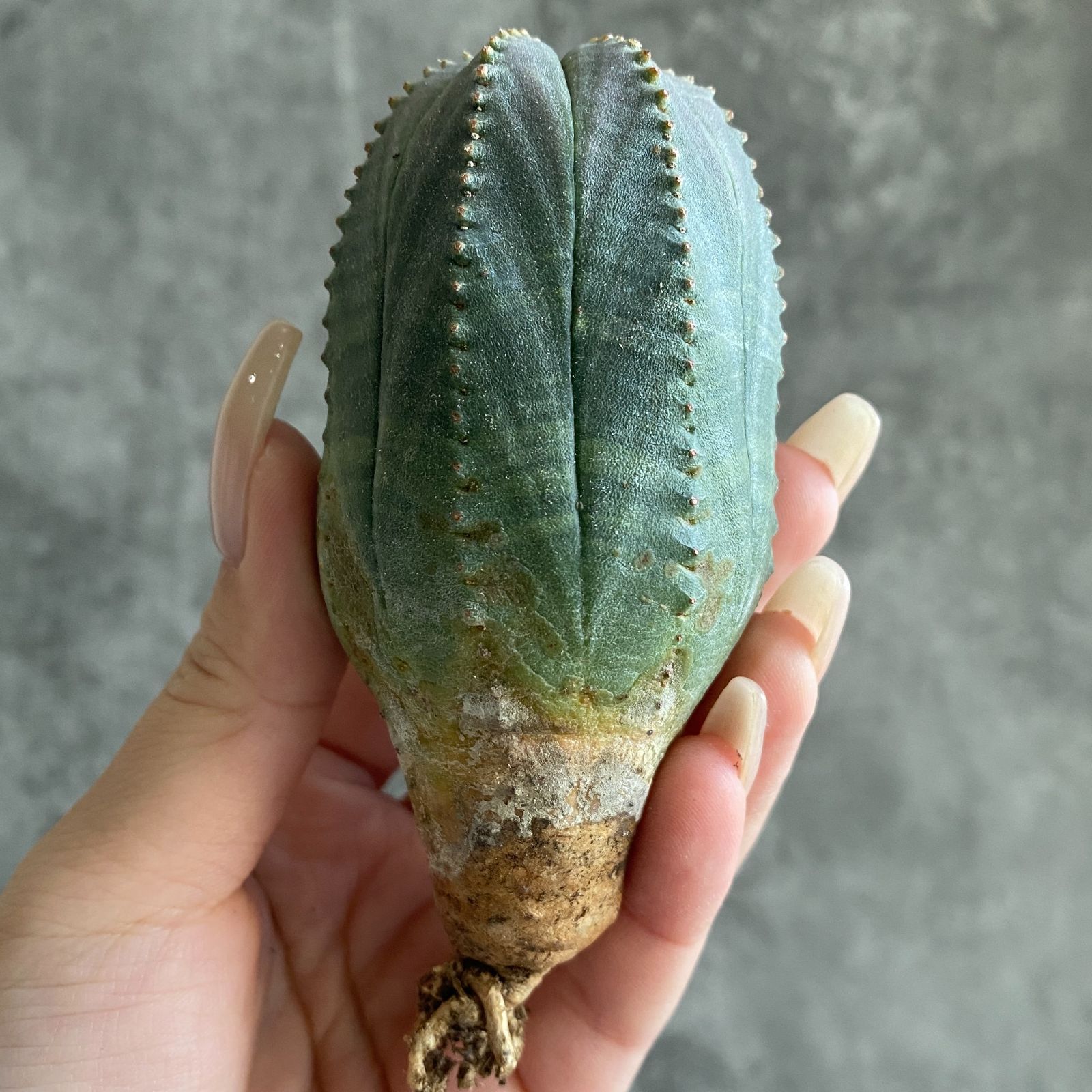 k*︎様 B15701★オークション★ユーフォルビア オベサ 超巨大ヴィンテージ B17544☆大特価☆ 超巨大株 ユーフォルビア オベサ - メルカリ