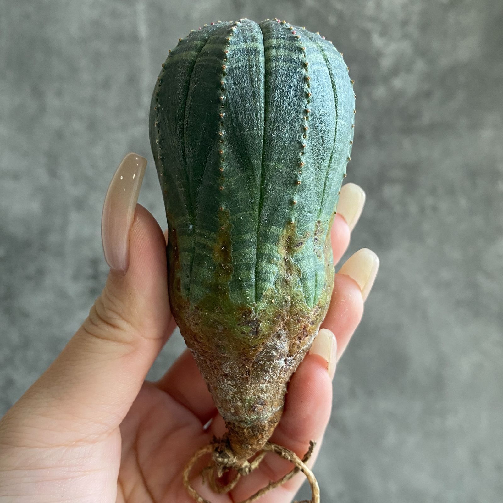 B17558☆大特価☆ 超巨大株 ユーフォルビア オベサ - メルカリ