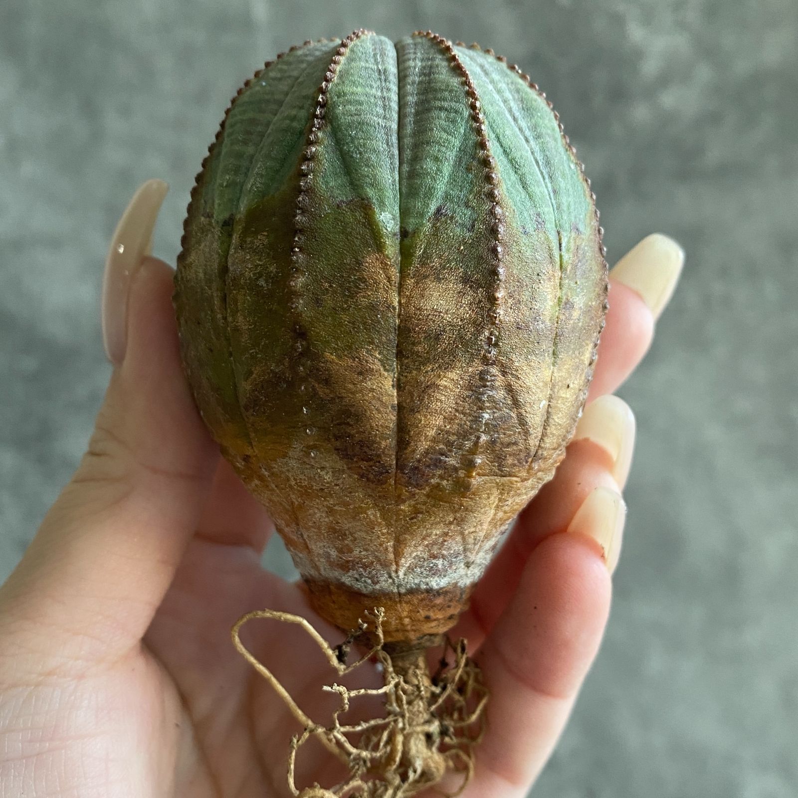 ぽ*ん様 B15843☆オークション☆ 超巨大7cm株！ユーフォルビア オベサ