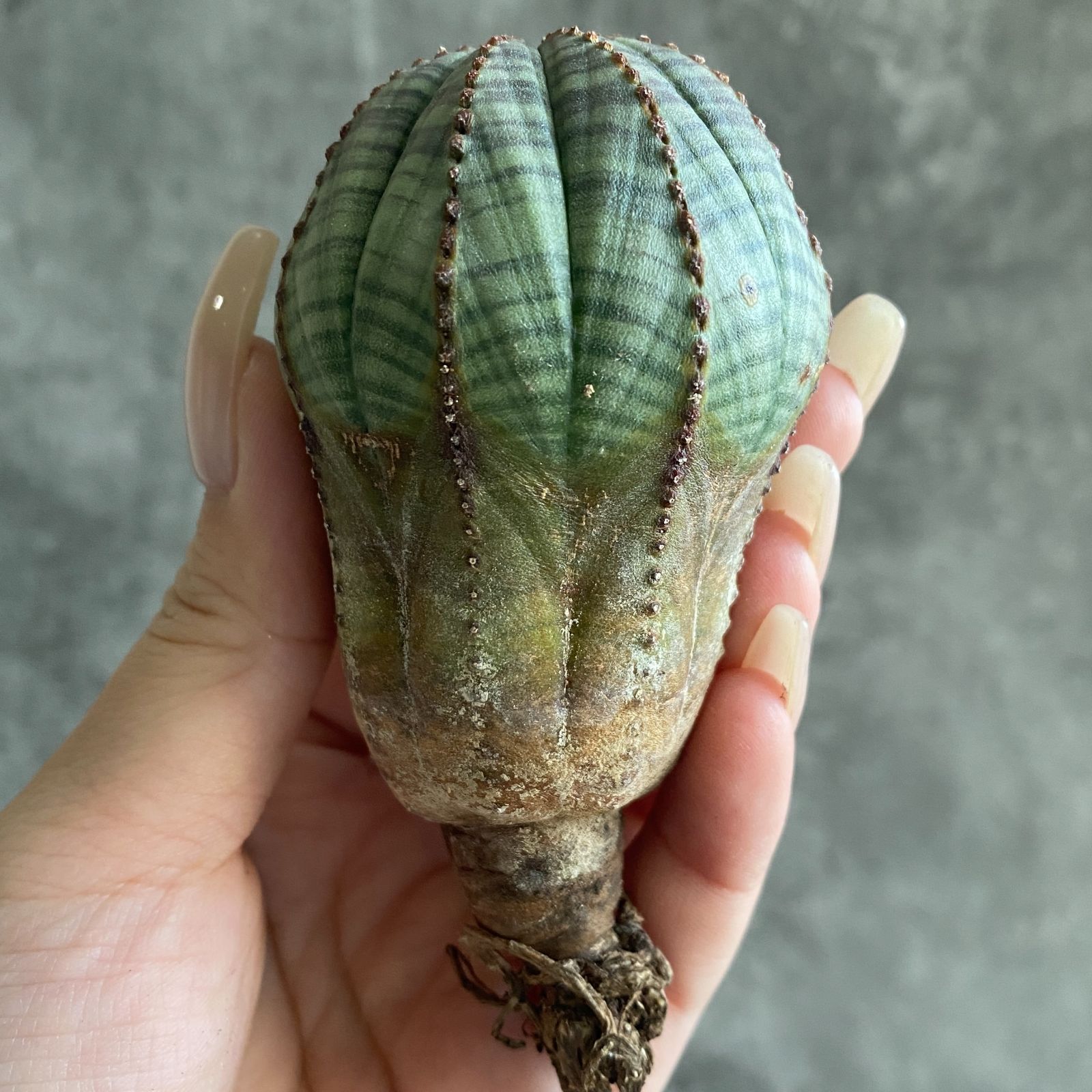 B17562☆大特価☆ 超巨大株 ユーフォルビア オベサ - メルカリ