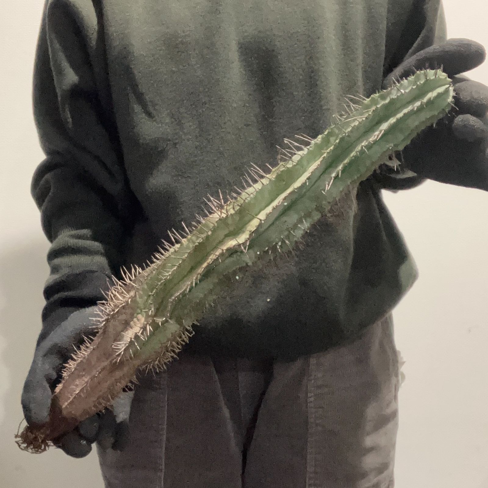 B17635 極上SS級！超巨大株！！数量限定販売！！イタリア産