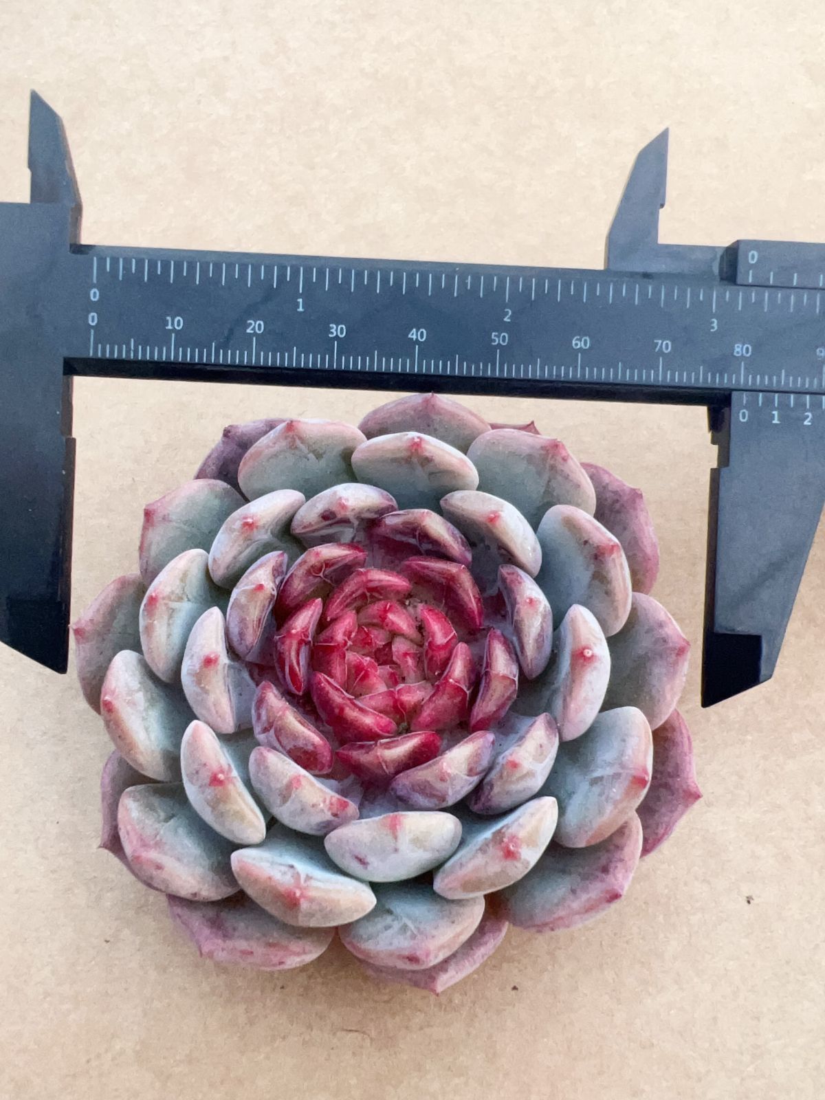 50株の抜き苗セット】グレープ・ジェニー 多肉植物 佐川急便発送