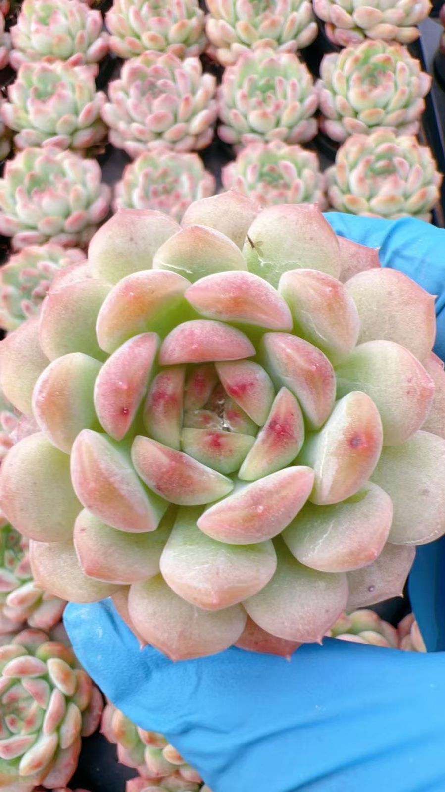 50株の抜き苗セット】ホワイトピンクシュガー 多肉植物 佐川急便発送