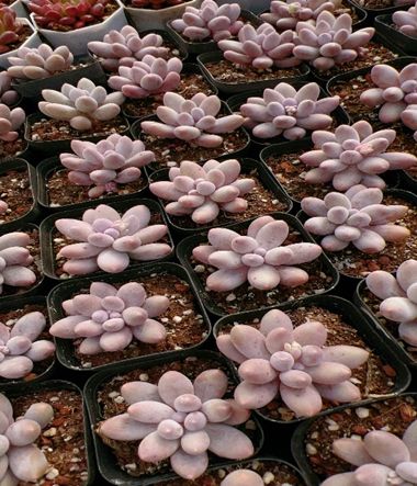 Team nicori2(G)3苗セット メルカリ便 多肉植物 12品種♡抜き苗セット③(メルカリ便) - メルカリ