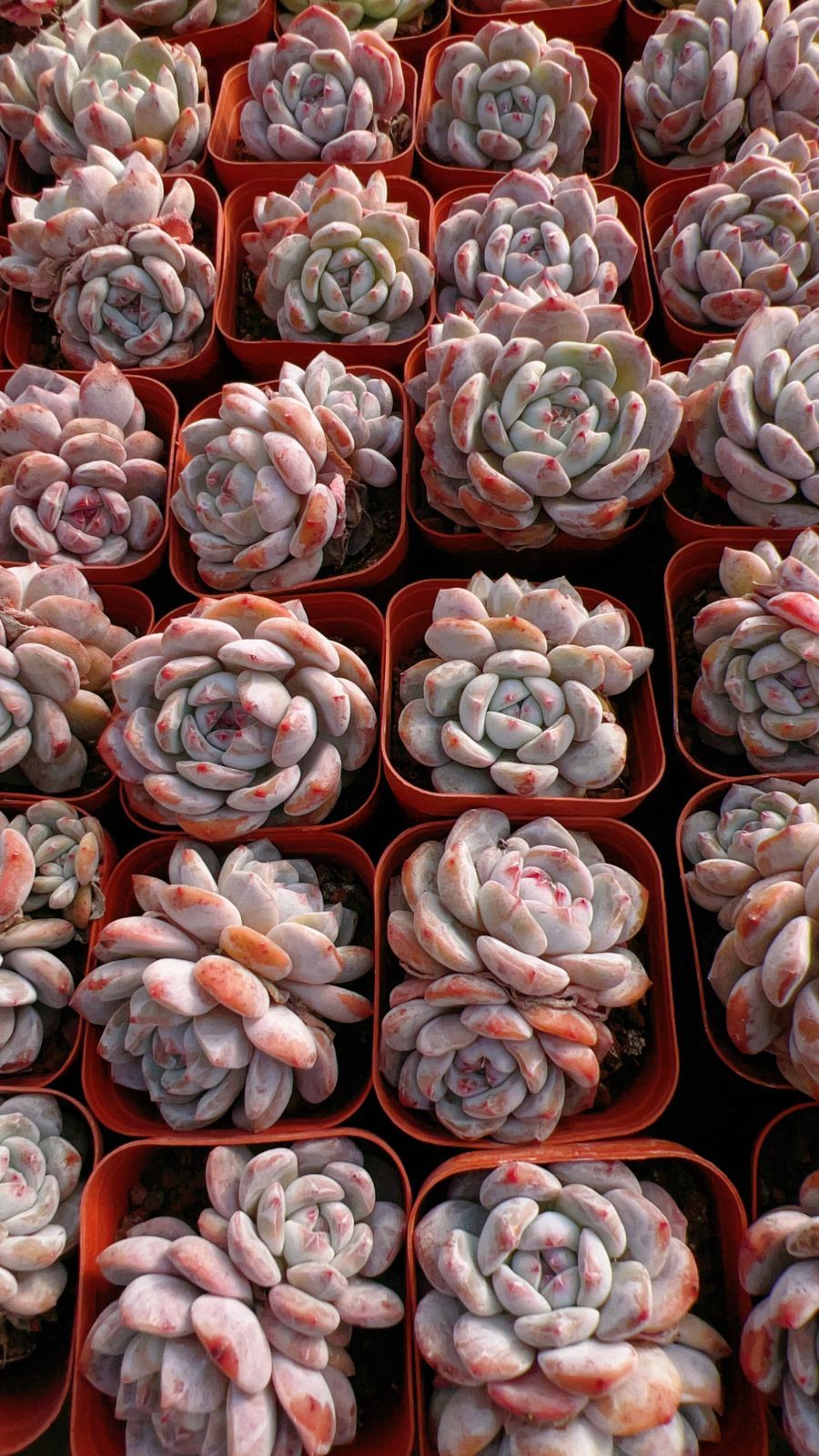 50株の抜き苗セット】ザクロスターシャドウ 多肉植物 佐川急便発送