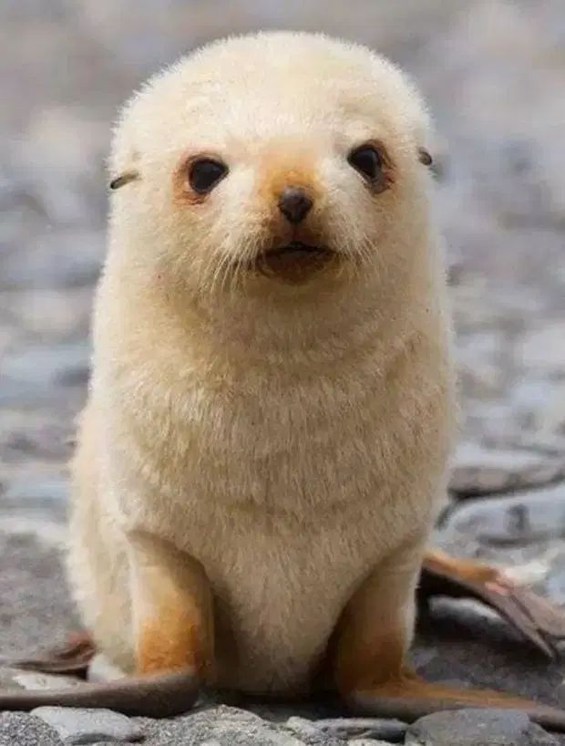 取引画面 - メルカリ