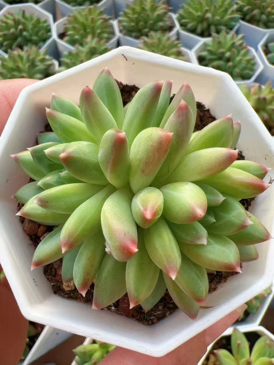 50株の抜き苗セット】グリーンハス 多肉植物 佐川急便発送 エケベリア