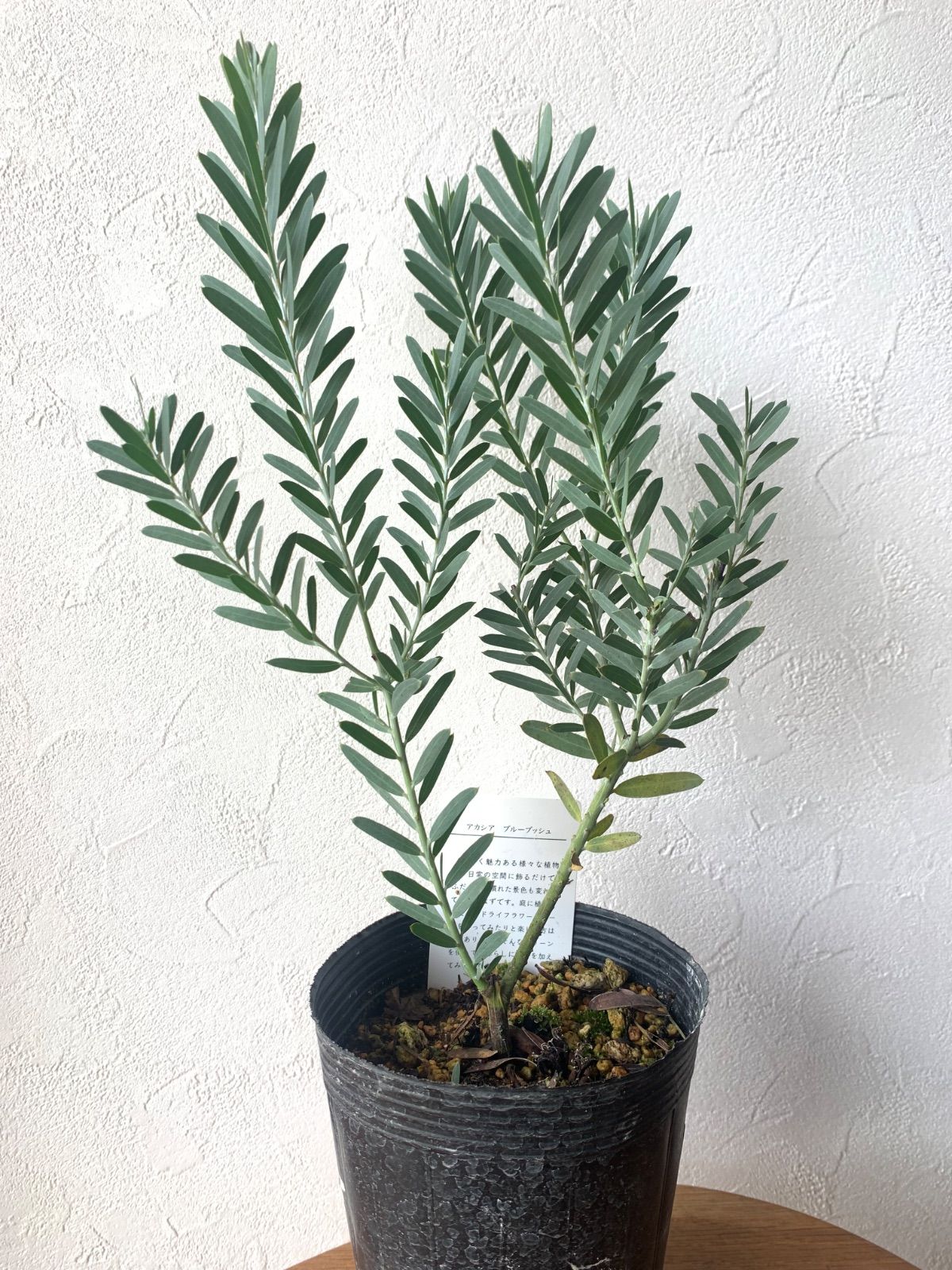 アカシア ブルーブッシュ苗・苗木 高さ40㌢程 ☆大きいものから発送