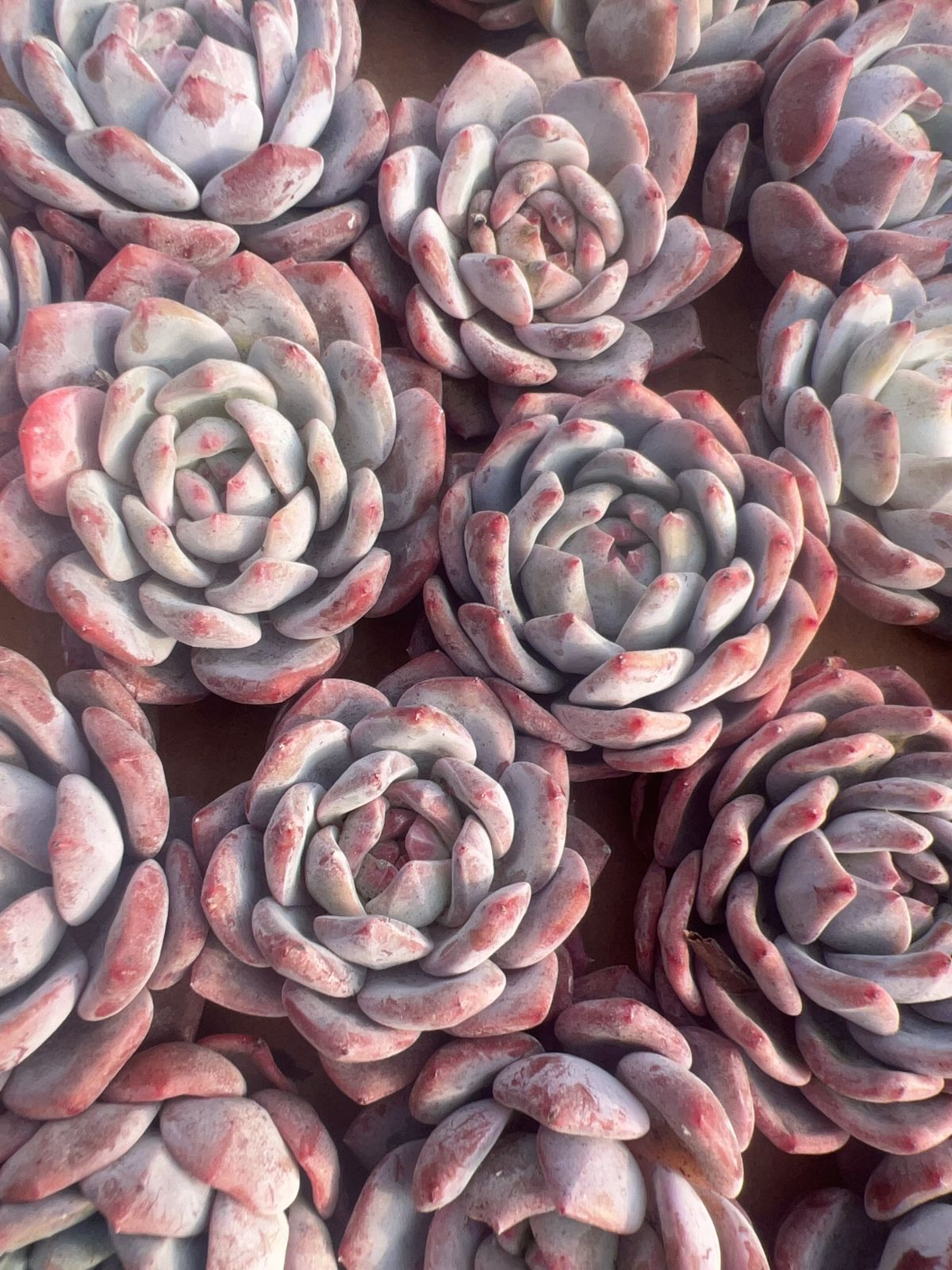 多肉植物　韓国苗　オレンジモンロー　大きめ　抜き苗 0229-S033オレンジモンロー30個 ☆多肉植物 エケベリア 韓国