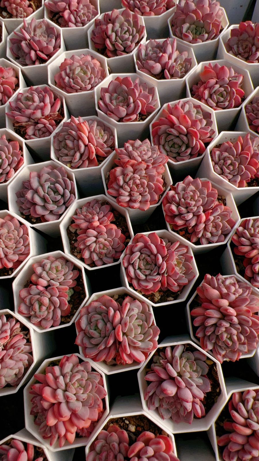 50株の抜き苗セット】ピンク・ジェニー 多肉植物 佐川急便発送