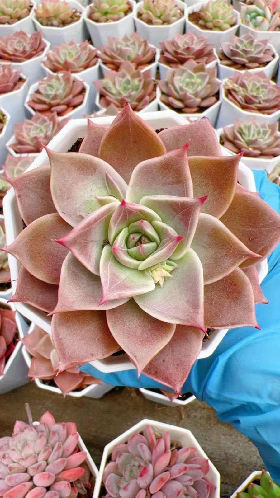 多肉植物 50苗 オールスター ※抜き苗 50株の抜き苗セット】ミア 多肉植物 佐川急便発送 エケベリア 韓国苗