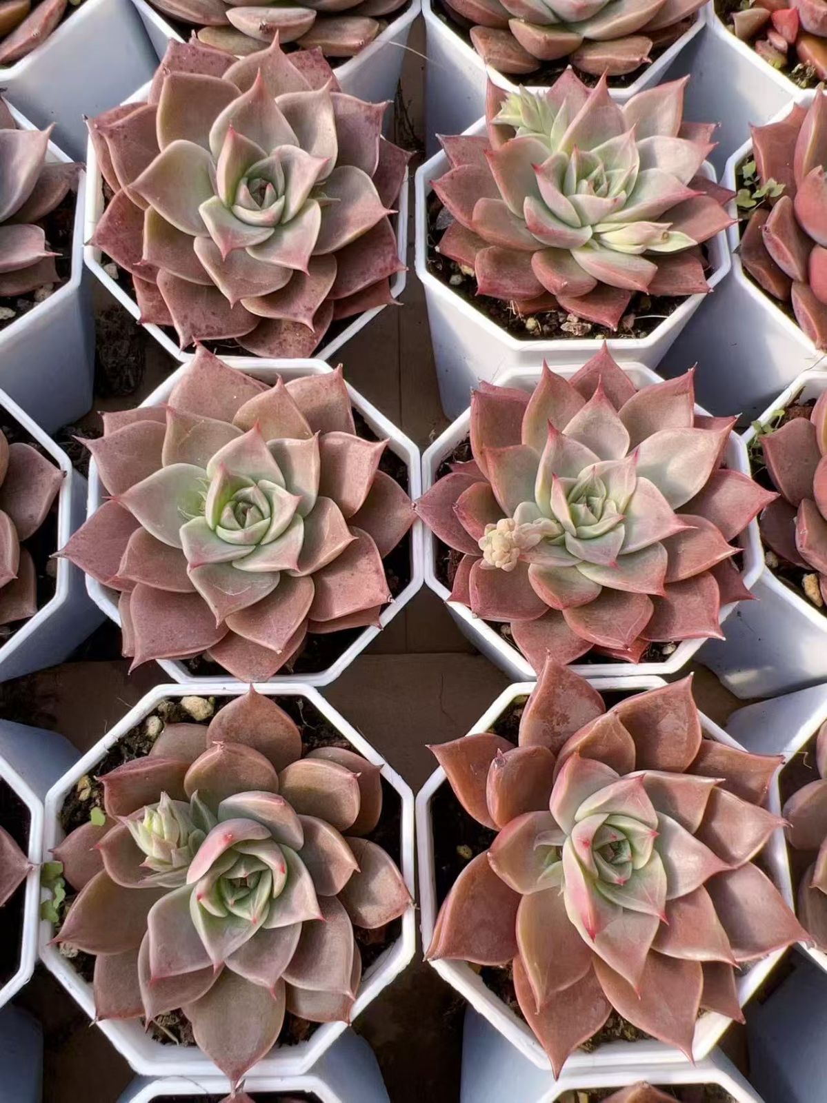 50株の抜き苗セット】ミア 多肉植物 佐川急便発送 エケベリア 韓国苗