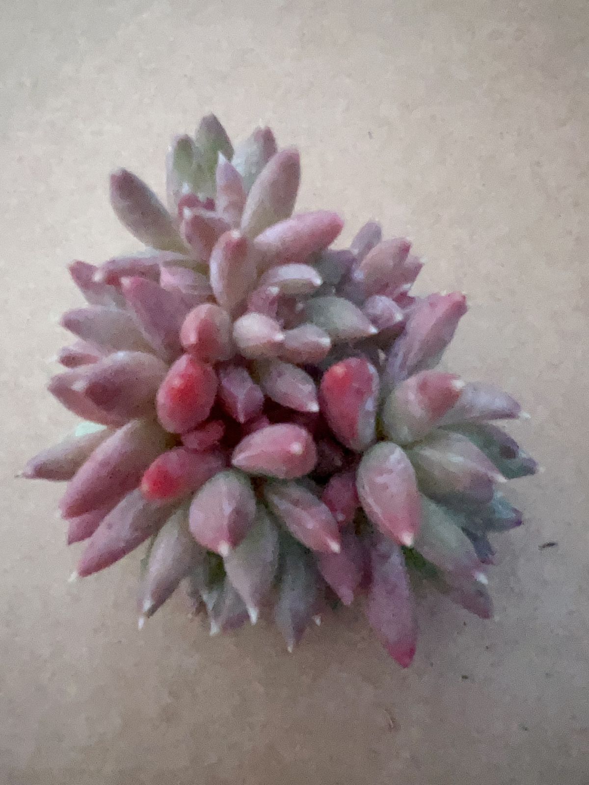 50株の抜き苗セット】カラフルスター 多肉植物 佐川急便発送