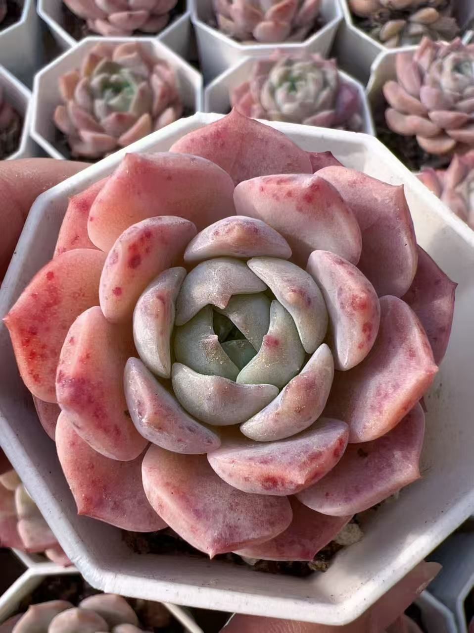 50株の抜き苗セット】純愛 多肉植物 佐川急便発送 エケベリア 韓国苗