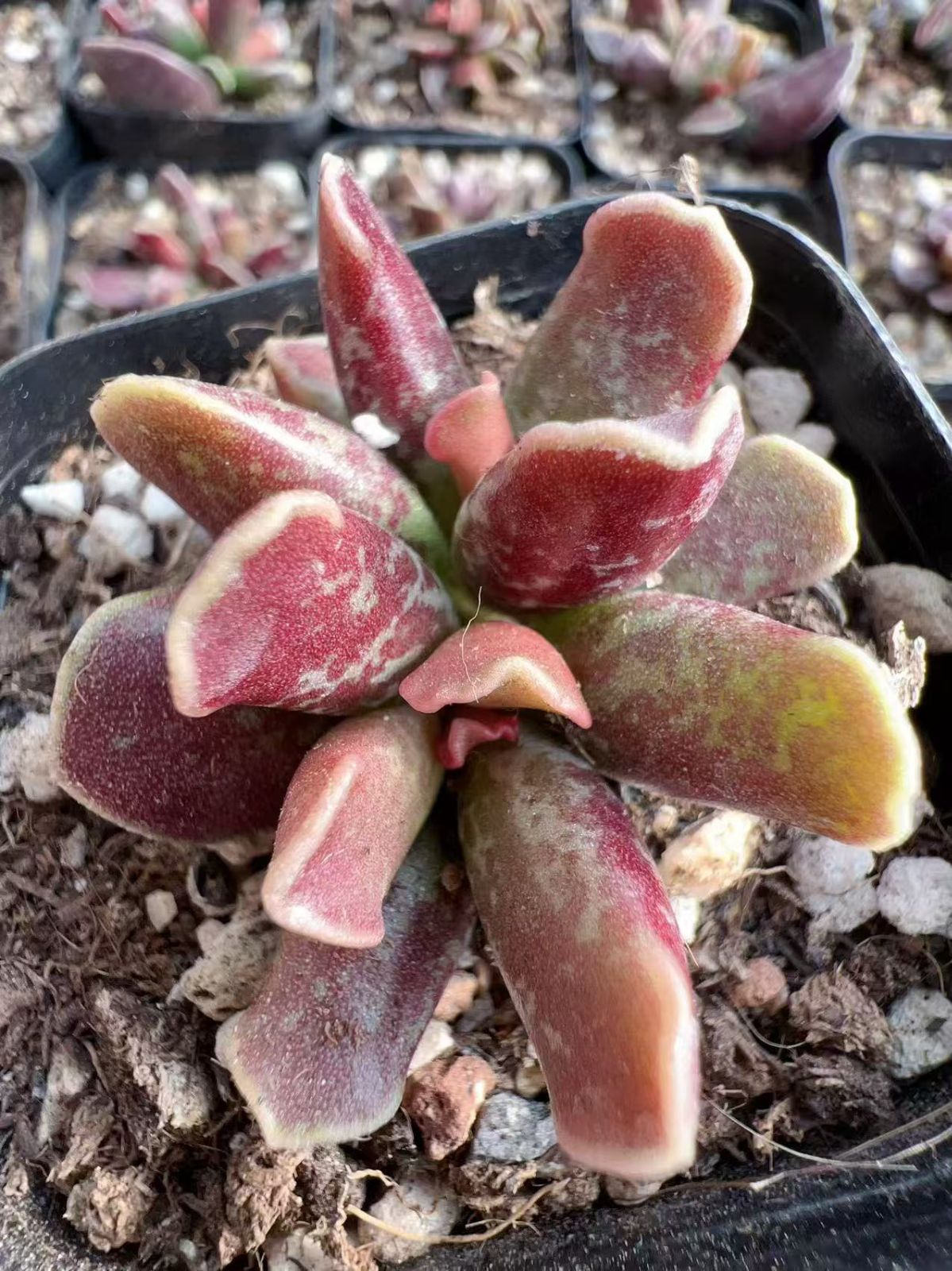 観葉植物 【80株の抜き苗セット】パープルキューボ 多肉植物 佐川急便 