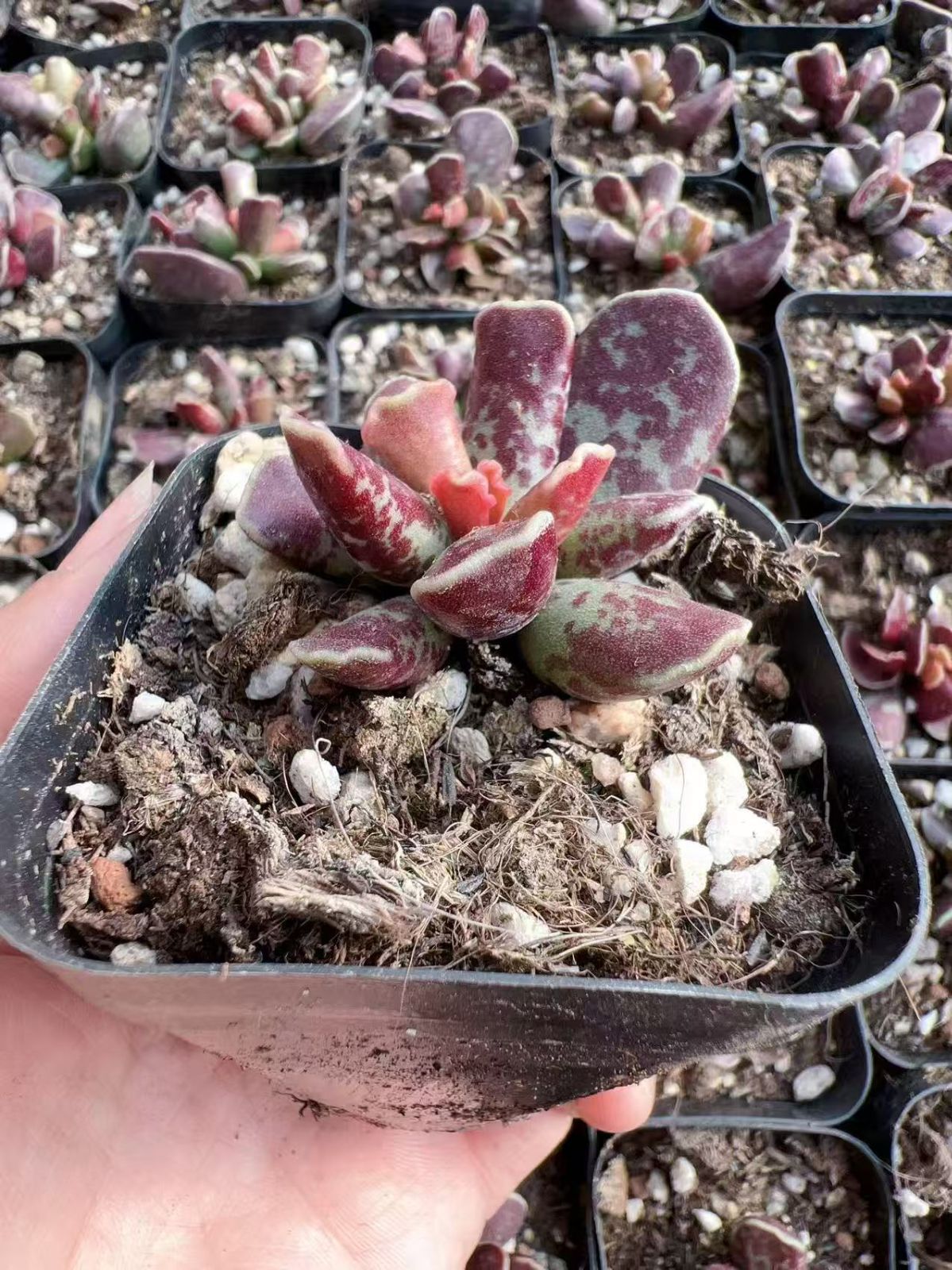 観葉植物 【80株の抜き苗セット】パープルキューボ 多肉植物 佐川急便 