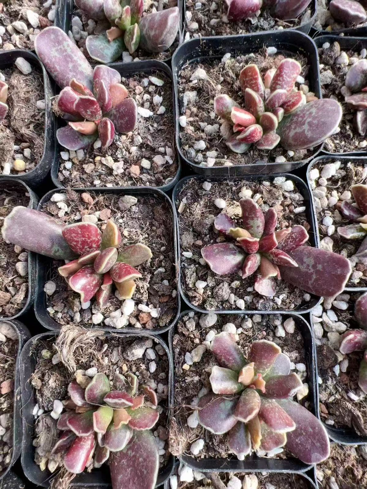 観葉植物 【80株の抜き苗セット】パープルキューボ 多肉植物 佐川急便 