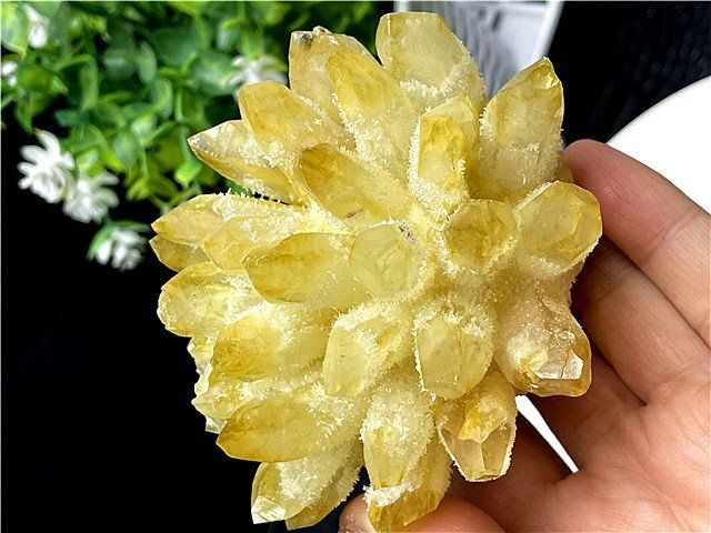 超綺麗☆パイナップル水晶クラスターB89D6/198D25D ショップ 超綺麗