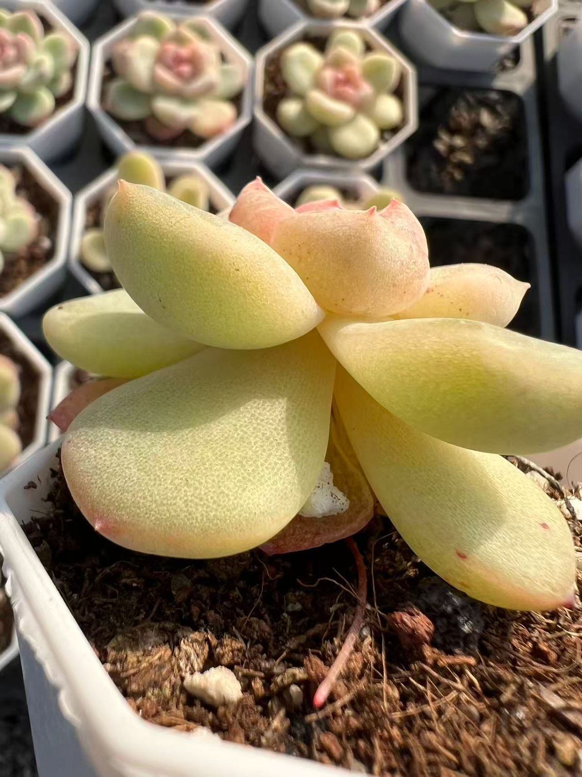 47株の抜き苗セット】アン 多肉植物 佐川急便発送 エケベリア 韓国苗