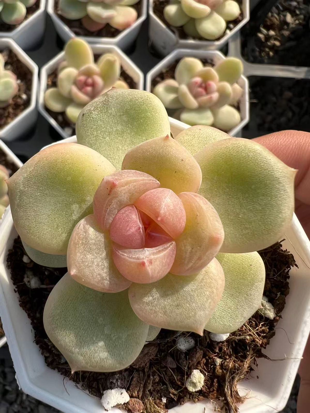 47株の抜き苗セット】アン 多肉植物 佐川急便発送 エケベリア 韓国苗