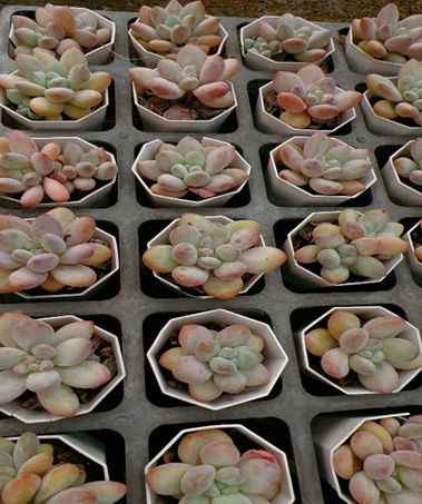 50株の抜き苗セット】パルファム 多肉植物 佐川急便発送 エケベリア