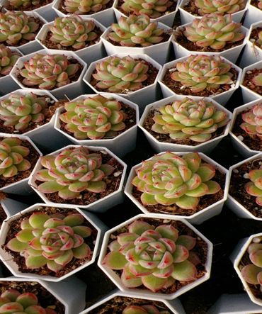 多肉植物　エケベリア　韓国苗　ジェニー2苗　琥珀2苗　抜き苗セット 50株の抜き苗セット】雪花ジェニー 多肉植物 佐川急便発送 エケベリア