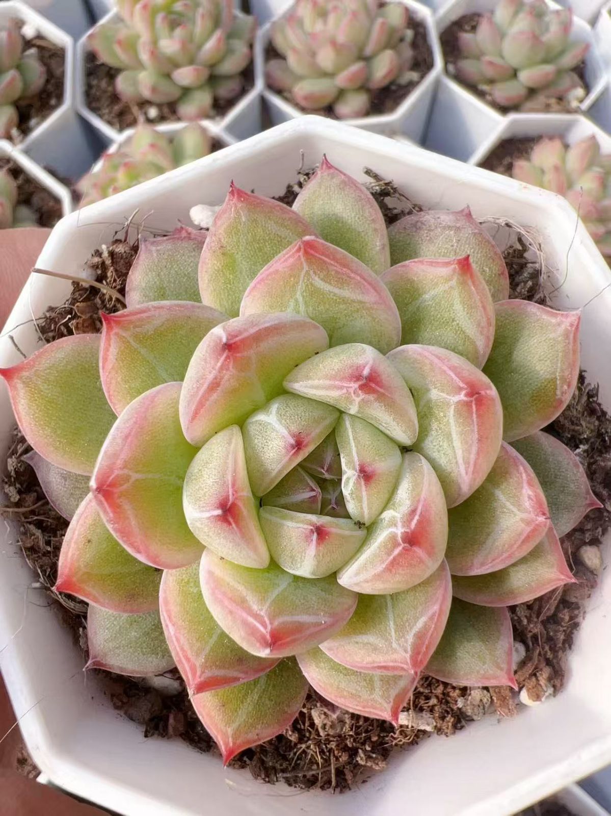 50株の抜き苗セット】雪花ジェニー 多肉植物 佐川急便発送 エケベリア